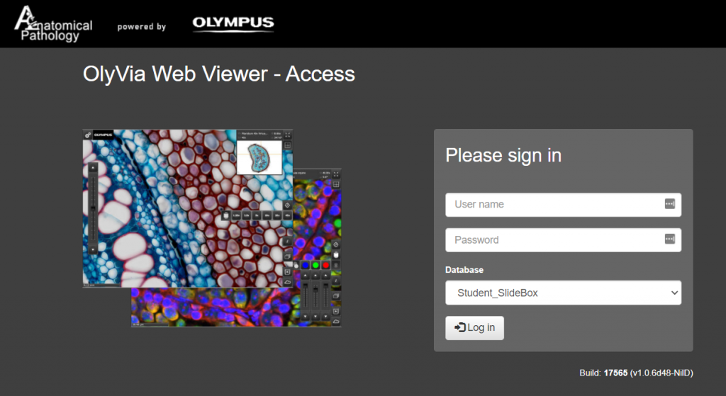 Olyvia Web